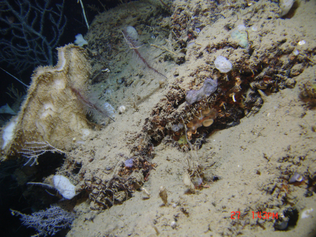 An odd appearing assemblage of diverse biota - sponges, black corals, and tubeworms