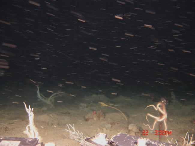 An area of strong current with corals, brittle stars, and marine snow? shootingby