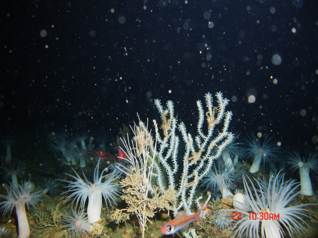 A beautiful garden of corals, anemones, and seemingly robust brittle stars onthe white bamboo coral