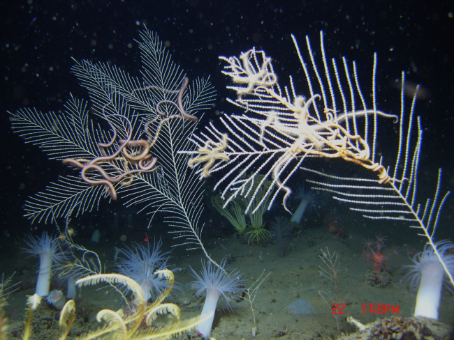 Bushes of Callogorgia americana octocorals, large ophiuroid brittle stars, and large white anemones on the seafloor