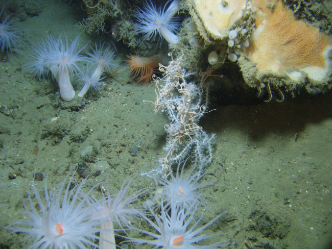 Large white anemones with orange mouths, lollypop sponges, a large white andbrown sponge, white bamboo coral, and white brittle stars with arms extended infeeding posture