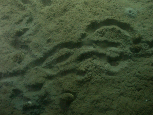 Sea urchin or holothurian trails in soft unconsolidated sediment