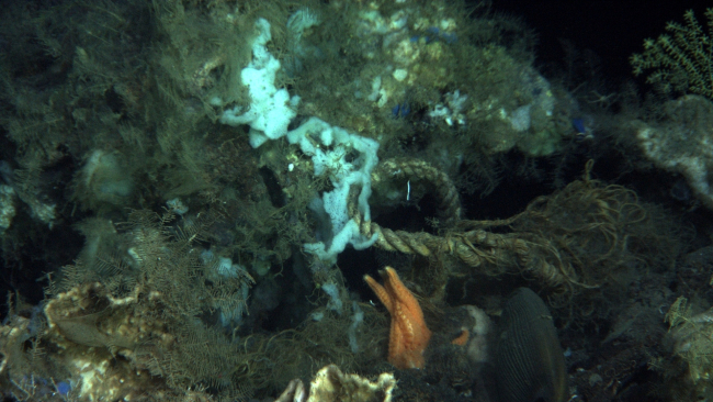 Sponges, hydroids, a large sea star, and marine debris consisting of a largerope
