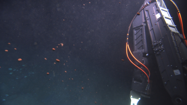 Globules of oil? and methane gas? rising past the ROV