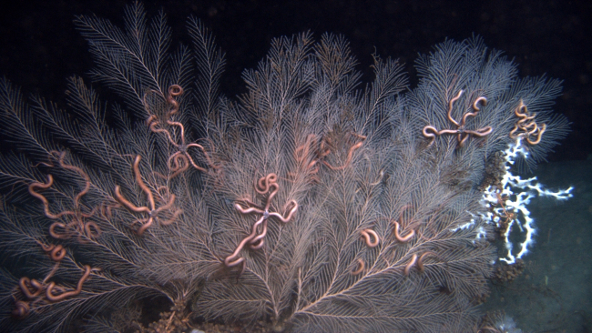 Callogorgia americana deep sea coral with numerous ophiuroid brittle stars
