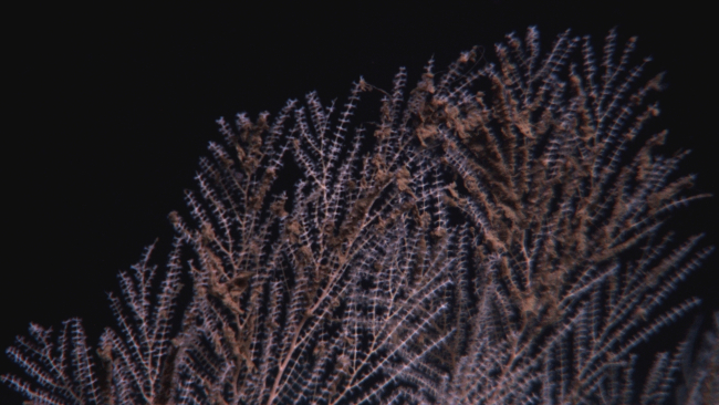 Callogorgia americana deep sea coral with flocculent material on branches