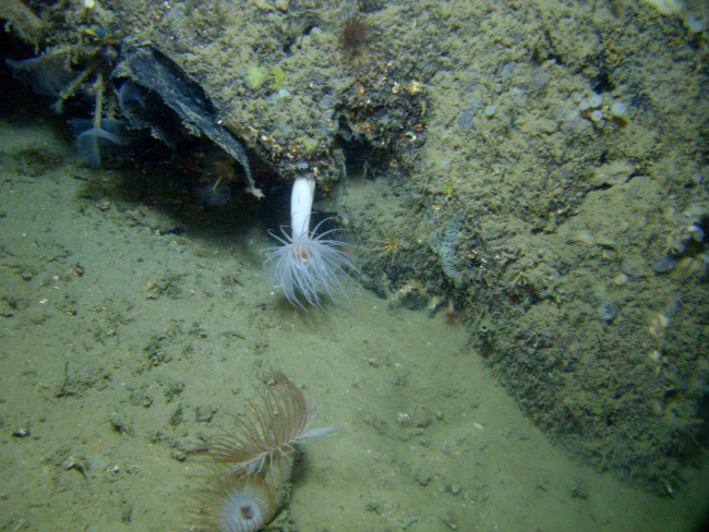 A torn piece of black plastic bag next to a large white anemone with orangemouth and tube worms to the left