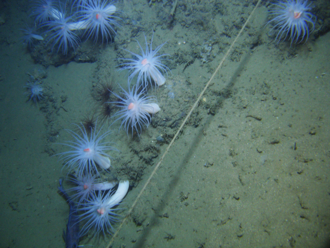 Monofilament fishing line marine debris on the sea floor