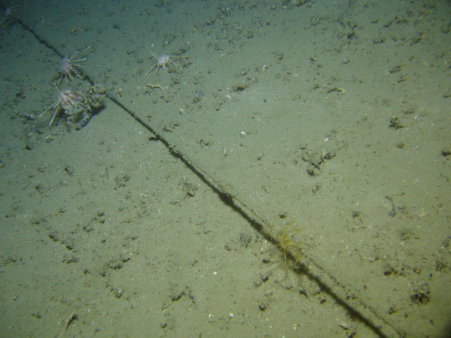 Large cable on the seafloor with three pencil urchins and a yellowfeather star crinoid