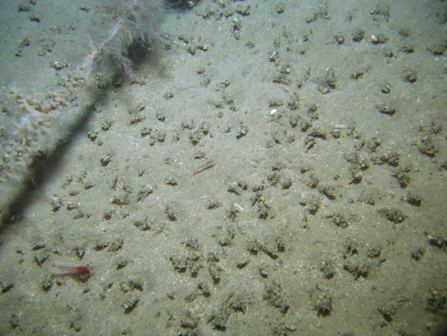 A large diameter cable on the seafloor with much growth