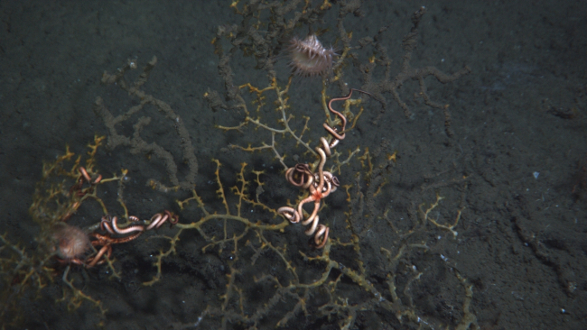 A potentially dying coral colony with two attached brittle stars and twoanemones