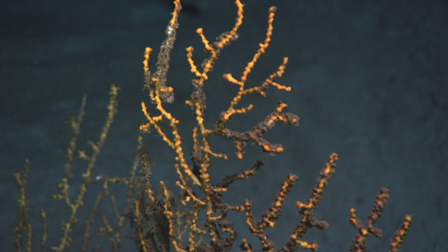A closeup view of the upper portion of a yellow octocoral with parts of branches, with tissues and polyps present, covered with a brown flocculent material