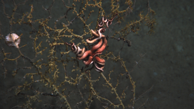 Coral impacted by Deepwater Horizon disaster with an attached brittle star andan anemone in a typical place on the coral