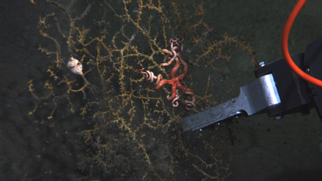 ROV manipulator arm sampling impacted coral and associated brittle star