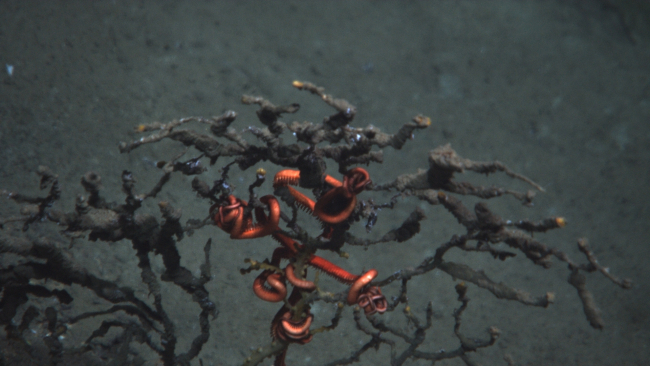 Coral and brittle star impacted by Deepwater Horizon disaster