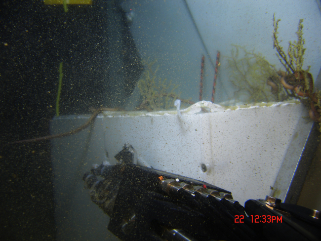 Placing sampled corals in the sampling bin of the ROV for return to surface forfurther study