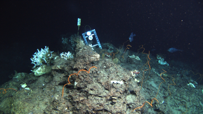 Carbonate rock outcrop with repeat scientific station and numerous speciesvisible including Lophelia pertusa coral (white) and orange black coralStichopathes sp