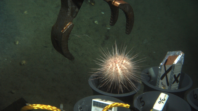 Manipulator arm of JASON II ROV drops sea urchin into sample tube