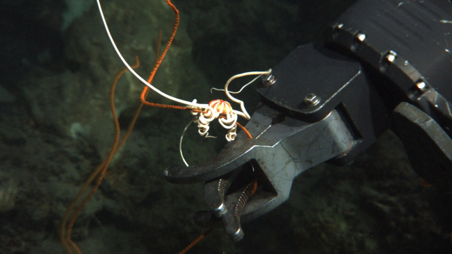 Sampling an orange black coral whip coral (Stichopathes sp