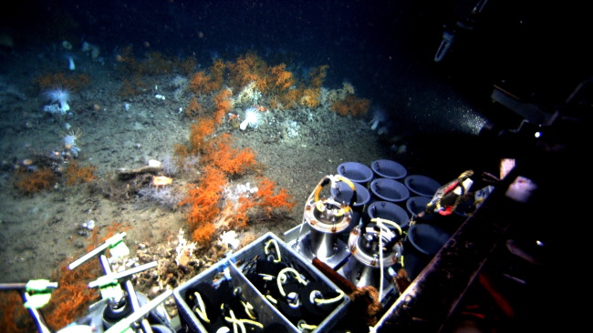 Looking over sampling tubes of ROV JASON II to a field of Leiopathes glaberrimacorals, large white anemones, and other species