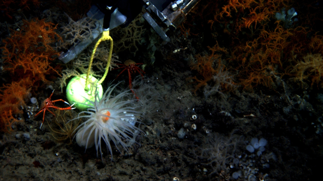 The manipulator arm of the JASON II ROV sampling the black coral speciesLeiopathes glaberrima