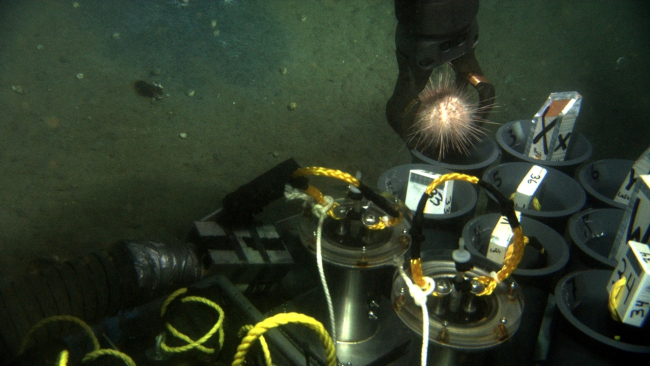 Manipulator arm of JASON II ROV drops sea urchin into sample tube