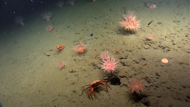 Large peach-colored anemones and two red Chaceon quinquedens crabs