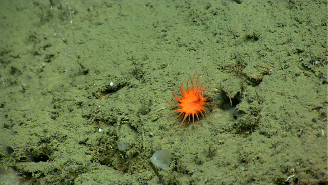 A beautiful orange anemone in an otherwise dreary landscape