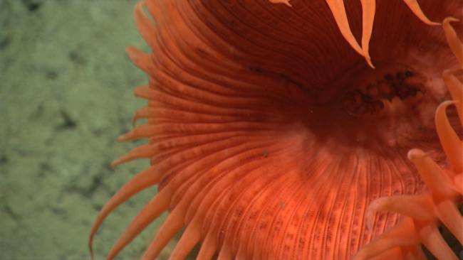 Closeup of the mouth and tentacles of a large orange venus flytrap anemone