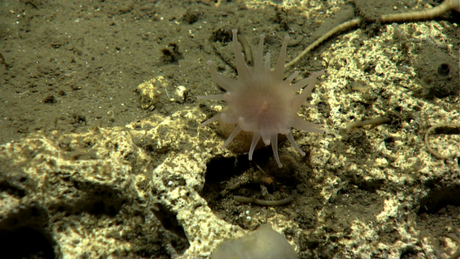 An odd anemone with thick brownish white tentacles with round knobs at the end