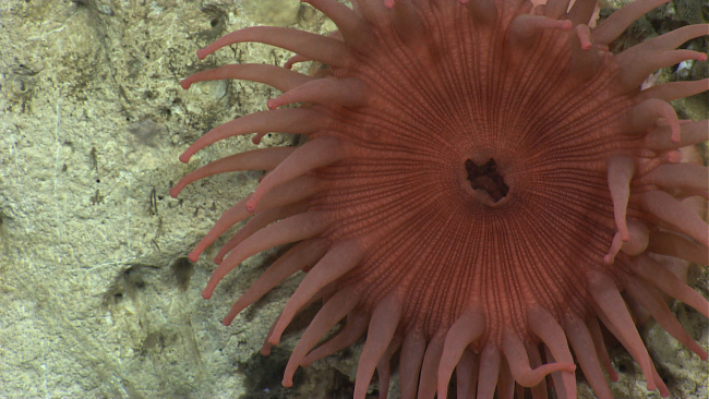 A large pinkish anemone