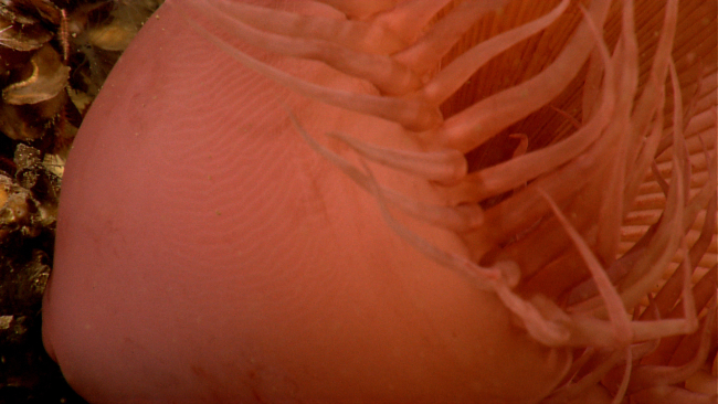 Closeup of a large orange venus flytrap anemone