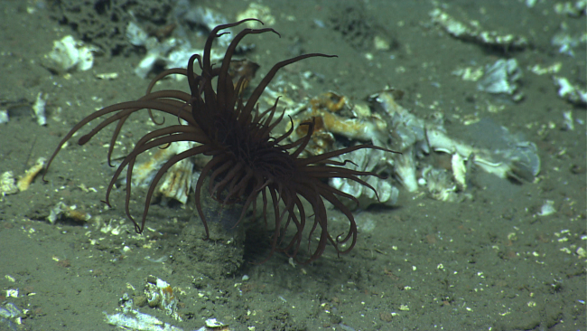 A brown cerianthid tube anemone