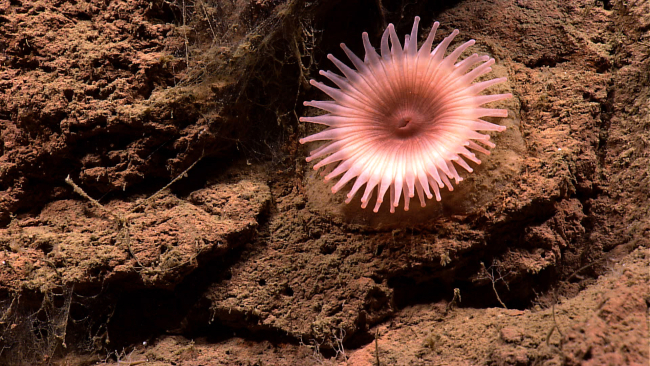 Looking like a cartoon sun, this large pinkish-white anemone has two rows oftentacles
