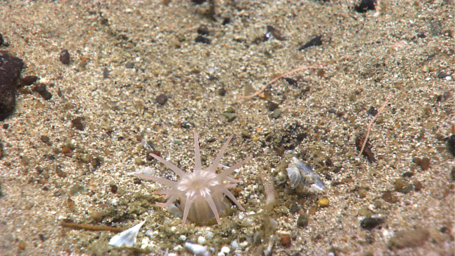 A strange white translucent anemone, possibly a type of cup coral, has onlytwelve tentacles