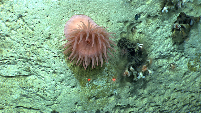 A large pinkish white anemone on a vertical canyon wall