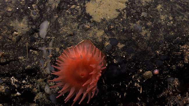 A large reddish pink anemone