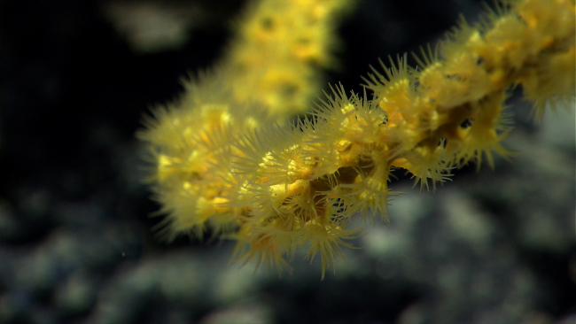 Yellow zoanthids colonize a dead coral branch