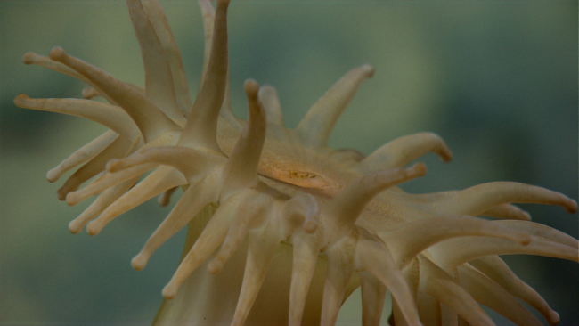Looking across the top of a brownish-yellow anemone