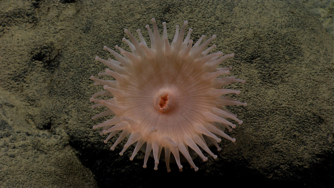 The full pinkish white anemone seen in image expn2619