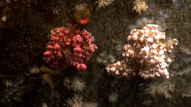 Pink and white stands of very knobby paragorgia corals