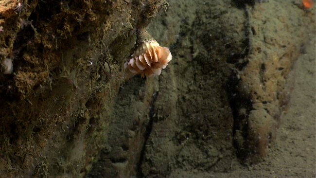 A large cup coral on a vertical rock face