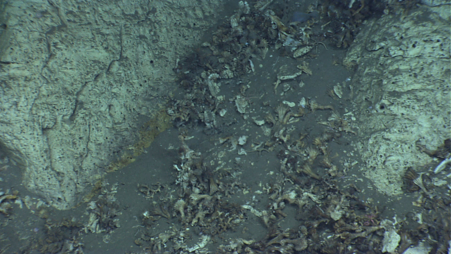 Dead cup coral debris in sediment chute