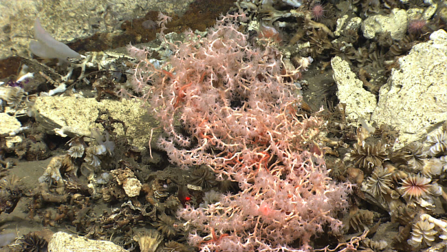 Pinkish-white acanella coral bush in an area strewn with dead cup coral debris
