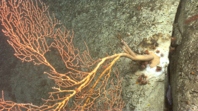 A  large Paramuricea coral  jutting out from the canyon wall