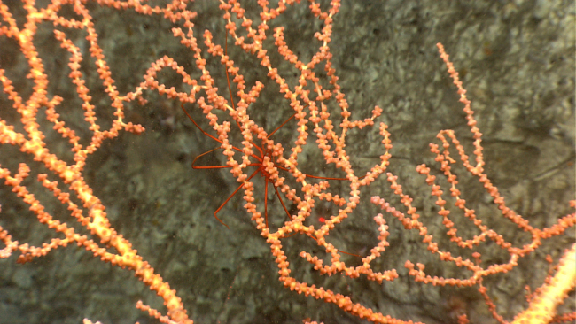 A pycnogonid sea spider is seen on the branches of a Paramuricea coral bush