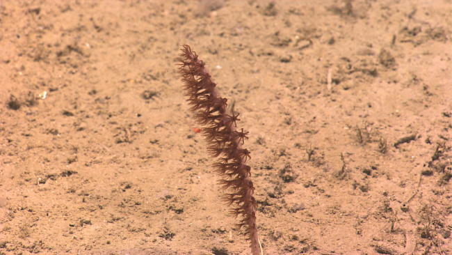 A brown sea pen with polyps extended