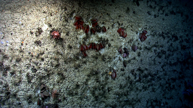 Living acesta clams adjacent to a mass die-off of cup corals on a canyon wall