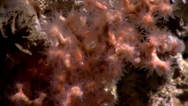Lophelia pertusa coral with polyps extended
