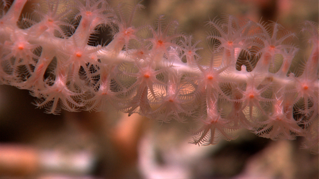 Extended polyps of a bamboo octocoral